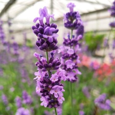 Lavender Purple Treasure Patio 7 Litre - image 1