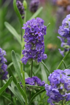 Lavender Skylark 3 Litre - image 2