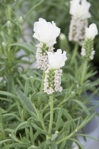 Lavender Snowman 2.5 Litre