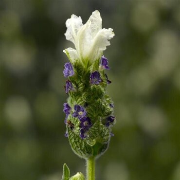 Lavender Tiara 2 Litre - image 2