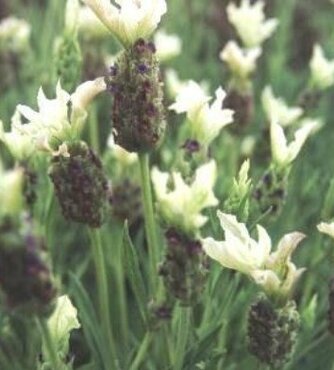 Lavender Tiara 3 Litre - image 2