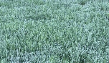 Lavender Vera Patio 7 Litre - image 1
