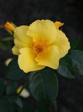 Lemon Fizz 4.5 Litre - image 1