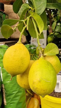 Lemon Mini Stem 20cm - image 1
