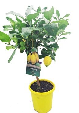 Lemon Mini Stem 20cm - image 2