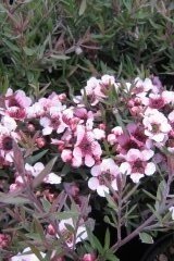 Leptospermum Martini 3 Litre