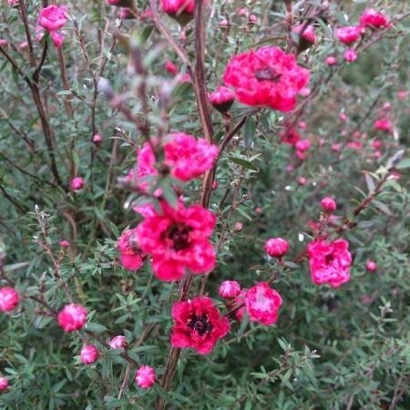 Leptospermum Ruby Wedding 3 Litre - image 1