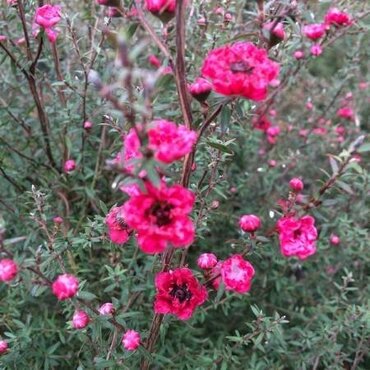 Leptospermum Ruby Wedding 3 Litre - image 2