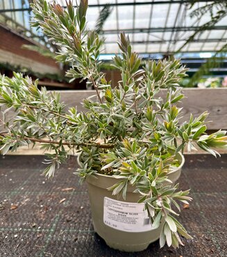 Leptospermum Silver Sheen 3 Litre - image 1