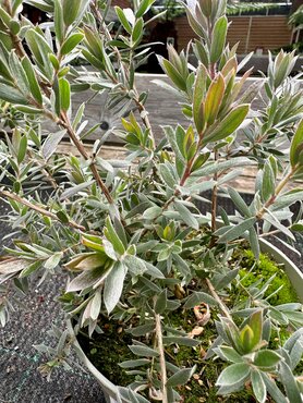 Leptospermum Silver Sheen 3 Litre - image 2