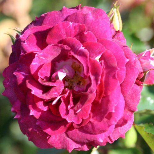Let's Celebrate Showstopper Rose 5.5 Litre
