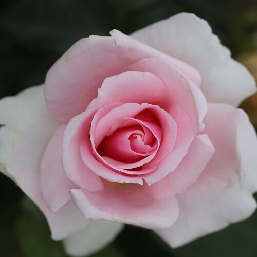 Let There Be Love Bush Rose 3 Litre