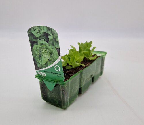 Lettuce Butterhead Pack
