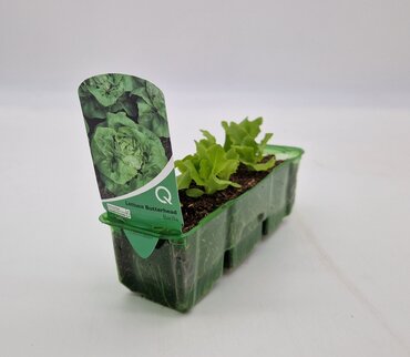 Lettuce Butterhead Pack