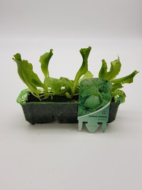 Lettuce Iceberg Pack