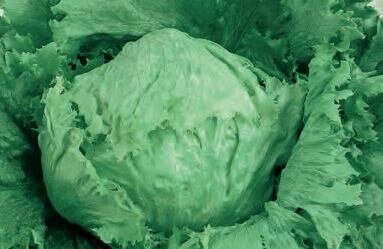 Lettuce (Iceberg type) Saladin 6 Pack