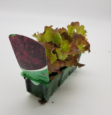 Lettuce Lollo Rosso Pack