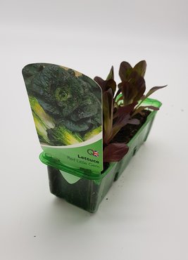 Lettuce - Red Little Gem Pack
