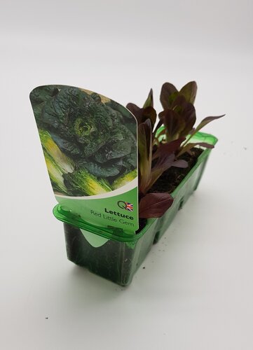 Lettuce Red Little Gem Pack