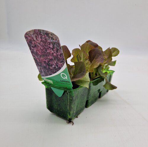 Lettuce Red Salad Bowl Pack