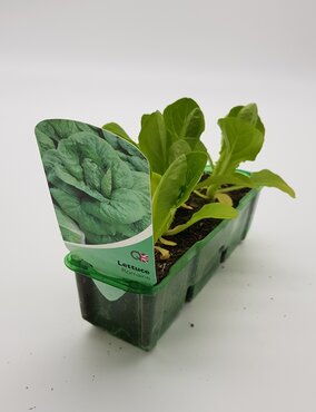 Lettuce Romaine Pack