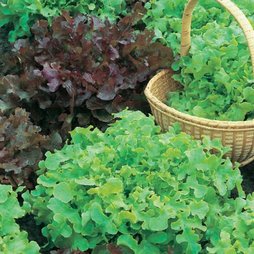 Lettuce Seeds (Salad Bowl Red & Green Mixed)