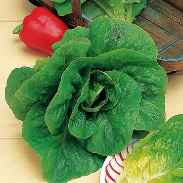 Lettuce Seeds (Winter Density) - image 1