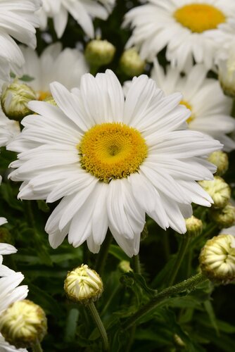 Leucanthemum Highland White Dream 2 Litre