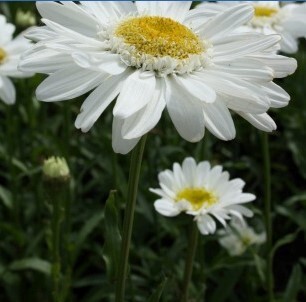 Leucanthemum Highland White Dream 2 litre