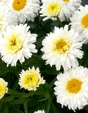 Leucanthemum Macaroon 5 Litre