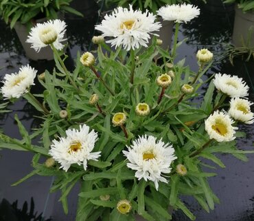 Leucanthemum Ooh La Spider 2 Litre