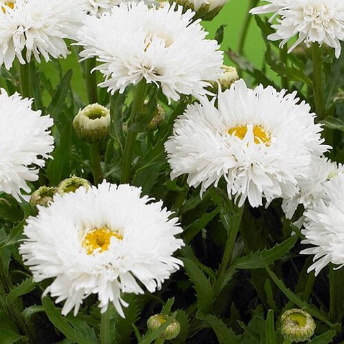 Leucanthemum Ooh La Spider 2 Litre