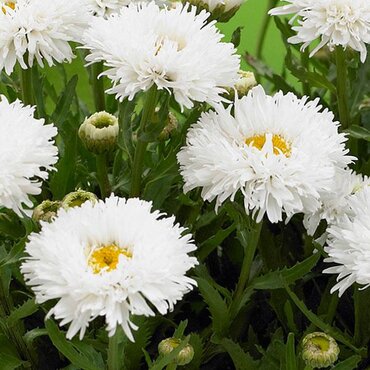 Leucanthemum Ooh La Spider 2 Litre