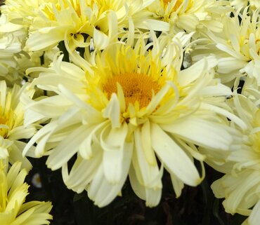 Leucanthemum Real Charmer 3 Litre
