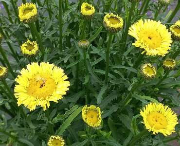 Leucanthemum Real Gold Cup 2 Litre