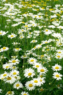 Leucanthemum Vulgare May Queen 9cm