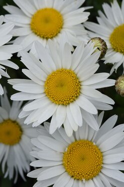 Leucanthemum X Superbum Madonna 9cm