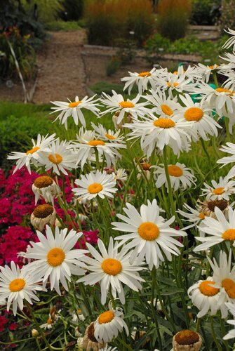Leucanthemum X Superbum Silver Princess 9cm