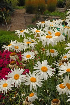 Leucanthemum X Superbum Silver Princess 9cm
