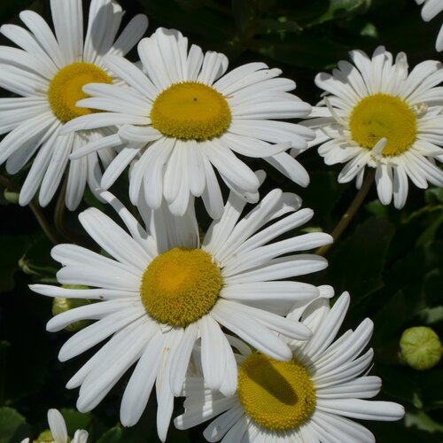 Leucanthemum X Superbum Silver Princess 9cm