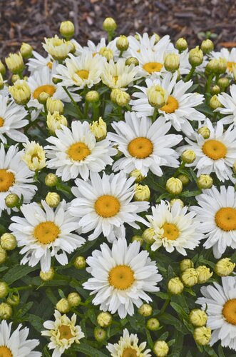 Leucanthemum X Superbum Snow Lady 9cm