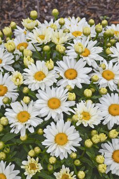 Leucanthemum X Superbum Snow Lady 9cm