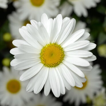Leucanthemum X Superbum Snow Lady 9cm