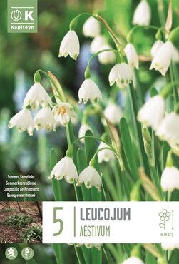 Leucojum Aestivum