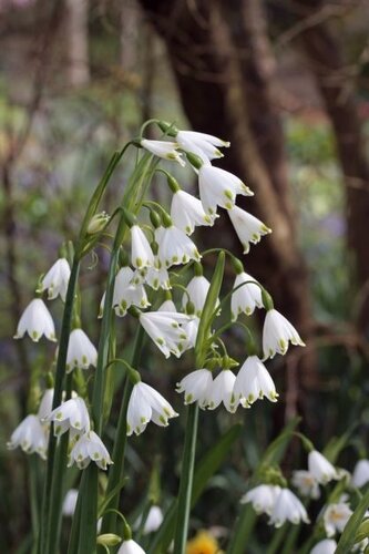 Leucojum Aestivum Gravetye Giant 1 Litre