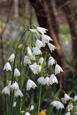 Leucojum Aestivum Gravetye Giant 1 Litre