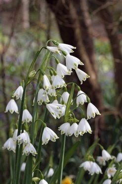 Leucojum Aestivum Gravetye Giant 9cm