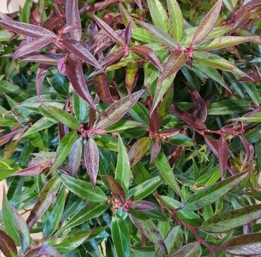 Leucothoe Burning Love 2.3 Litre - image 1