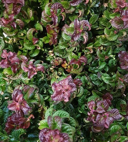 Leucothoe Curly Red 2.3 Litre - image 1