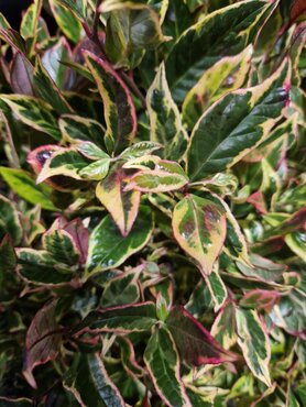 Leucothoe Firestar 2.3 Litre